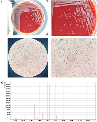 Genomic characterization of Pantoea dispersa A003 isolated from a clinical patient